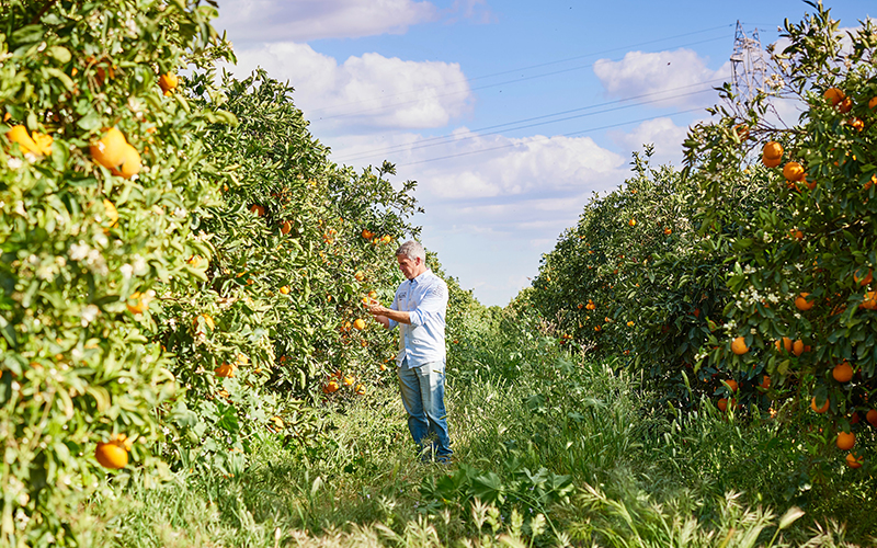 Nachhaltigkeit trägt Früchte – 10 Jahre Zitrusprojekt von EDEKA und WWF