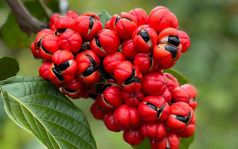 Guarana, Maca, Acerola: Natürliche Zutaten mit Zusatznutzen auf der Biofach kennenlernen