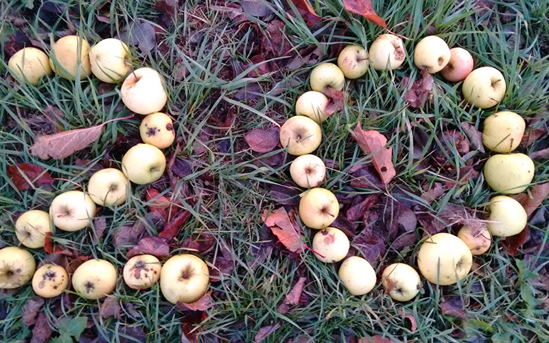 20. Landesweiter Streuobsttag Baden-Württemberg