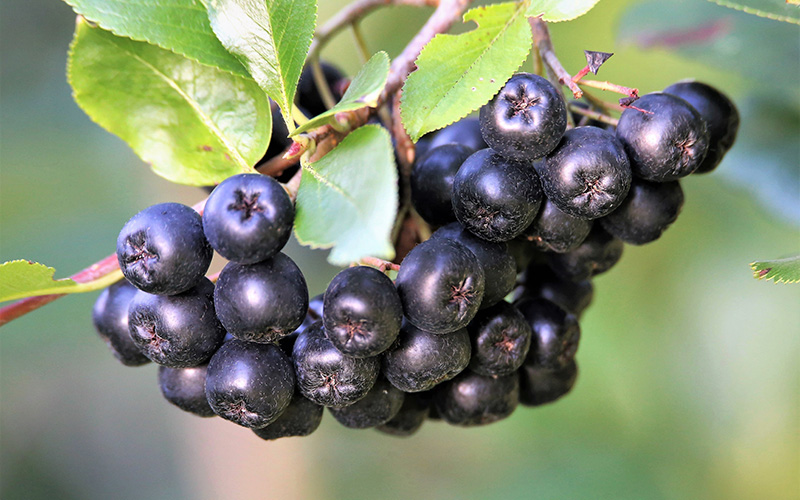 Strauchbeerenernte 2025 um gut 23 % gestiegen