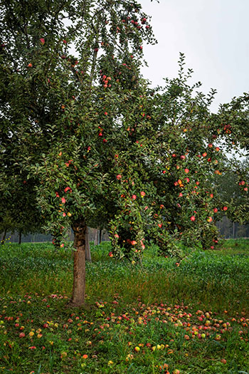 Tag der Streuobstwiese: Wolfra fördert Bayerns grüne Schätze