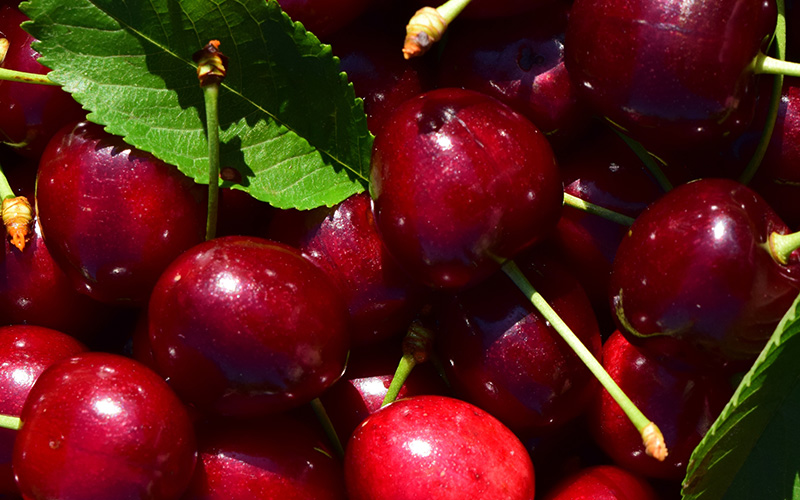 Die deutschen Obstbaubetriebe erwarten in diesem Sommer eine höhere Kirschenernte als im Durchschnitt der vergangenen zehn Jahre. Wie das Statistische Bundesamt (Destatis) nach einer ersten Ernteschätzung